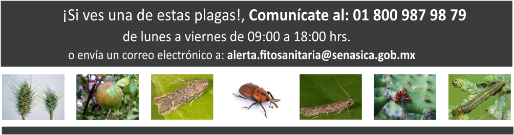Reporte ciudadano